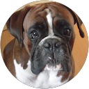 Maud LEMARECHAL profile picture